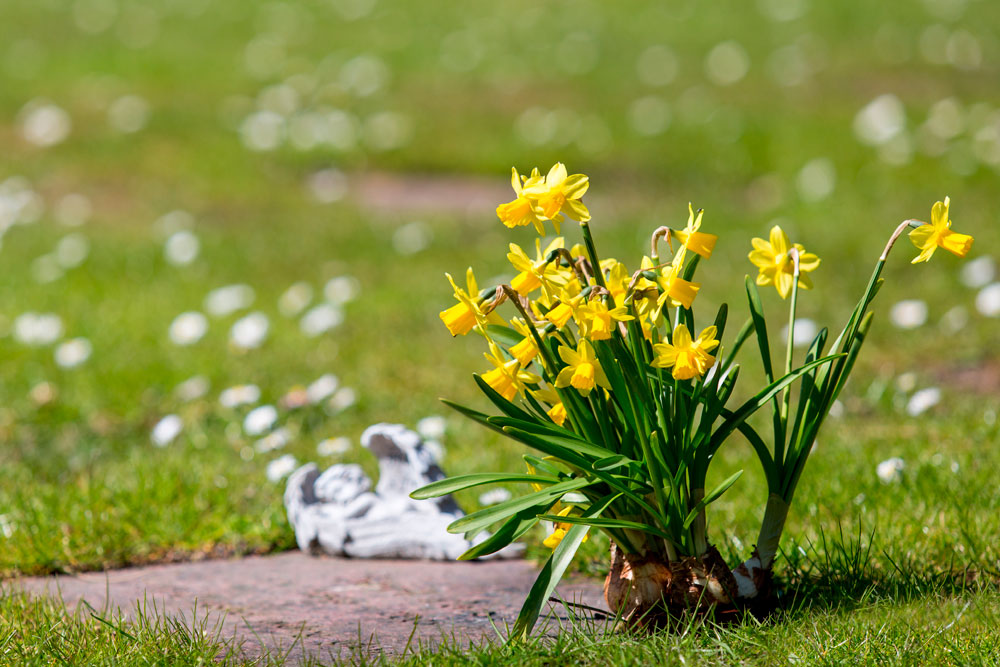 Gule blomster på gravsten. Gule blomster på gravsten.